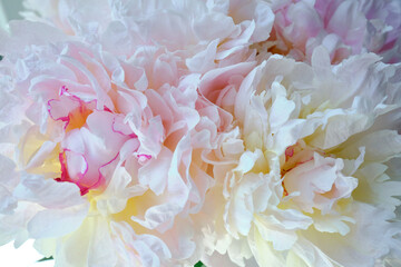 Bouquet of stylish peonies close-up. Pink peony flowers. Close-up of flower petals. Floral greeting card or wallpaper. Delicate abstract floral pastel background 
