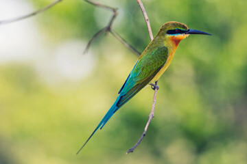 sri lanka blue tailed red throated bee-eater bird on a branch