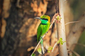 sri lanka bee-eater bird on a branch