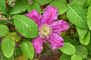 Open Clematis flower example