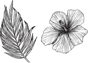 Obraz premium Vector illustration of tropical flowers and leaves. Clipart of hibiscus, palm leaf, ink sketch with no background. Isolated elements for the design of cards, packaging, tattoos, logos