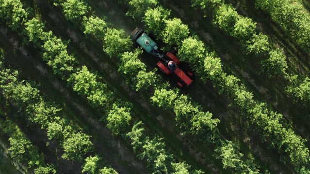 Top down aerial tractor ride agricultural farmer field spraying fertilizer and pesticides on green apple trees planted in rows. Drone flies over garden trees on sunny evening. Plantation from above