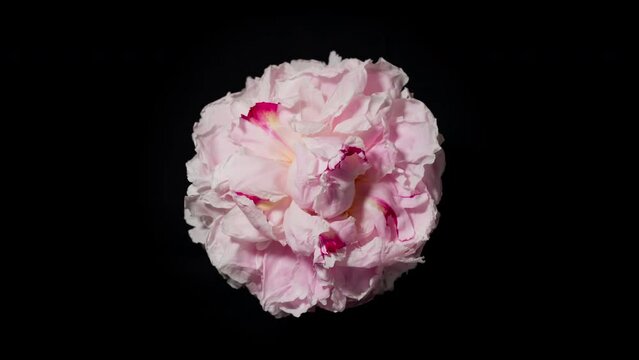 Time-lapse withering pink flower on black background. Time lapse blooming and withering peony flower texture. Soft color flower from full blossom to withered. Life and death, youth and aging concept
