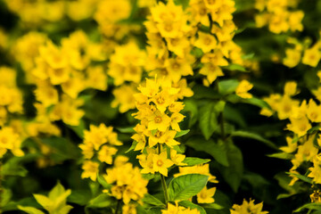 Yellow flowers in a flower bed in the garden