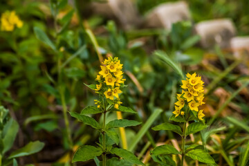 yellow flowers in the garden against the background of green leaves