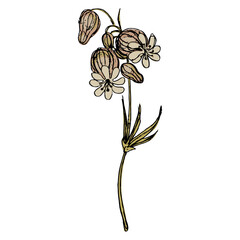 Single blooming branch of white campion flower. Silene latifolia. Hand drawn sketch. Isolated vector illustration.