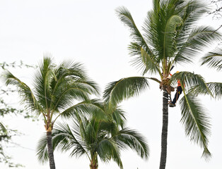 Fototapeta na wymiar Palm tree trimmer.