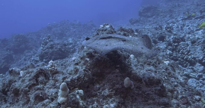  Peacock flounder swims over reef.
