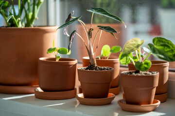 Small Alocasia and Pilea plant in clay pots on windowsill at home. Decorative baby houseplant in flowerpot in sunny living room, selective focus. Indoor gardening concept.