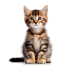 Fototapeta premium british kitten isolated on white Generative AI