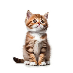 british kitten Generative AI