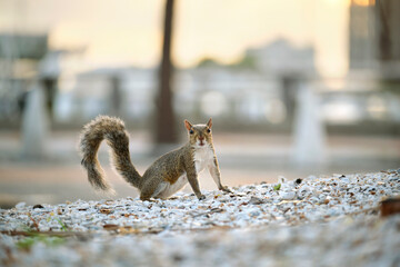 Beautiful wild gray squirrel in summer town park