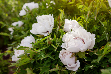 Close up of tree peony flowers in full bloom in spring garden at sunset. Floral background of white blossom