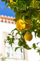 Lemon tree in the sun in the city of Obidos in Portugal