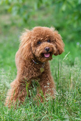 A red-brown toy poodle dog. Toy poodle puppy on a walk in the park