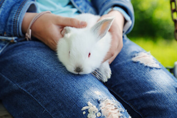 White little rabbit on her knees and girls in jeans. © andrey