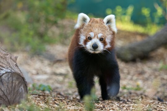 red panda in the forest