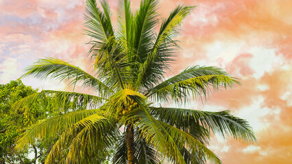 Fototapeta na wymiar Round palm tree with large green leaves against an orange sky