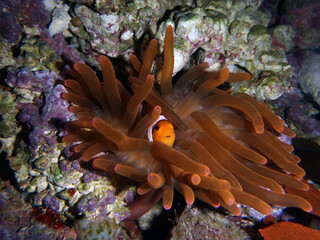 False Percula Clownfish in a brown anemone - obrazy, fototapety, plakaty