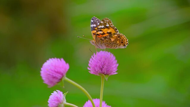 Slow motion: butterfly is flying and drinking sweet nectar from purple flowers Globe amaranth, blurred green background - close up, macro view. Summer time, blooming and flowers pollination concept