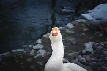 Selective blur on the head of a goose, white, staring angry with blue eyes, ready to attack...