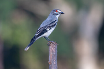 Bird Xolmis cinereus, primareva bird, perched on tree branch in selective focus . Cerrado biome