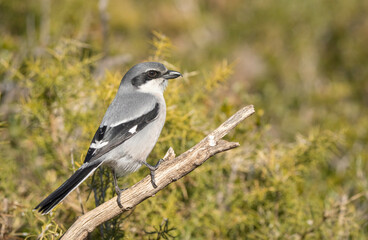 Obraz premium El alcaudón real vigilante desde su rama
