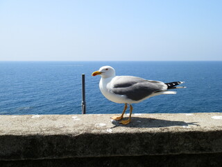 Sereno Volo: Blurmare Blu, Illuminato dal Sole.