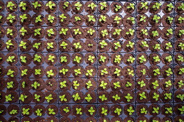 Cultivation of different summer bedding plants, begonia, petunia, young, flowering plants,...