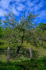 Apple tree orchards in Asturias, spring white blossom of apple trees, production of famous cider in Asturias, Comarca de la Sidra region, Spain