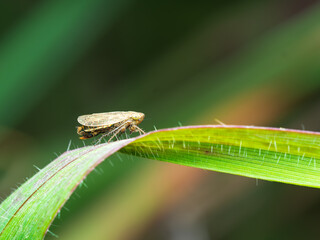 Cigarra