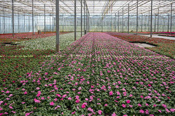 Cultivation of different summer bedding plants, begonia, petunia, young, flowering plants, decorative or ornamental garden plants growing in Dutch greenhouse