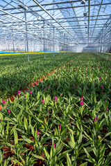 Turmeric, Curcuma longa flowering plant of ginger&nbsp;family, decorative or ornamental flower growing in Dutch greenhouse