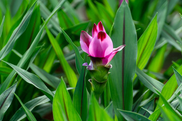 Turmeric, Curcuma longa flowering plant of ginger family, decorative or ornamental flower growing in Dutch greenhouse
