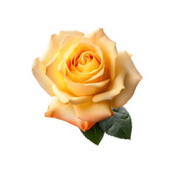 Yellow rose isolated on white background with copy space, cut away, good for clipping