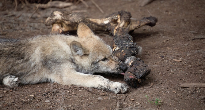 Wolf Puppy, Feasting in the Wild: Captivating Snapshot of a Wolf Puppy Engrossed in Chewing on a Mighty Bone or Carcass.  Wildlife Photography.