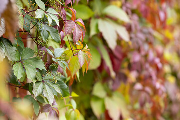 Colorful leaves of girls grapes, Parthenocissus quinquefolia, on the background of the burgundy...
