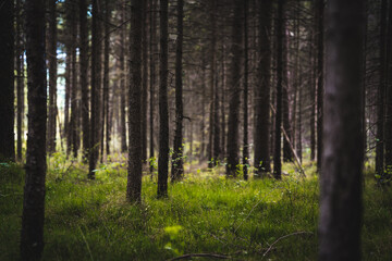 Fototapeta premium morning in the woods