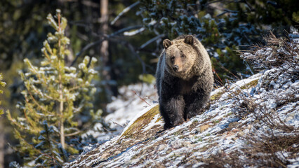 Brown Bear in the Forest