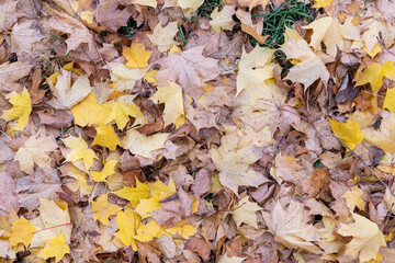Closeup of multicolored yellow, orange, green dried maple leaves on ground. Autumn concept. Natural background.