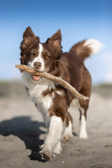 Cane che gioca sulla spiaggia al mare