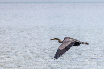 Great Blue Heron flying across a lake