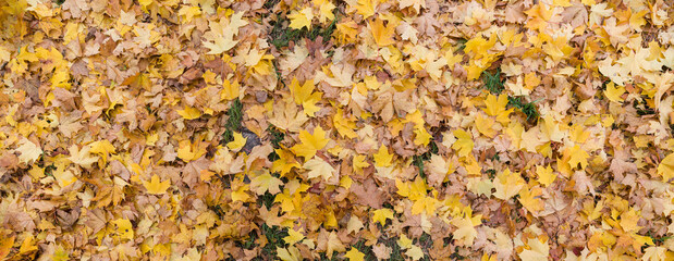 Top view of the autumn maple leaves. A lot of bright fallen leaves lies on the ground. Autumn concept. Wide view