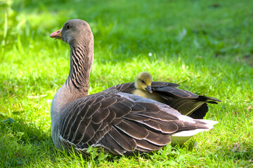 a greylag goose with her baby gosling in the plumage
