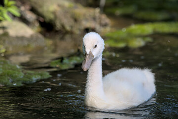 very cute little swan fledgling in the water