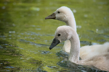 very cute little swan fledgling in the water