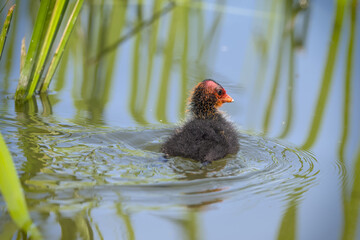 duckling of a coot with a red face
