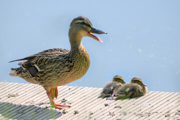 a duck with two ducklings on a bridge with sunny sky