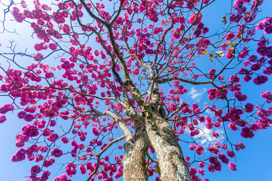 The most beautiful trees in flower: Pink Trumpet Tree (Tabebuia impetiginosa or Handroanthus impetiginosus).