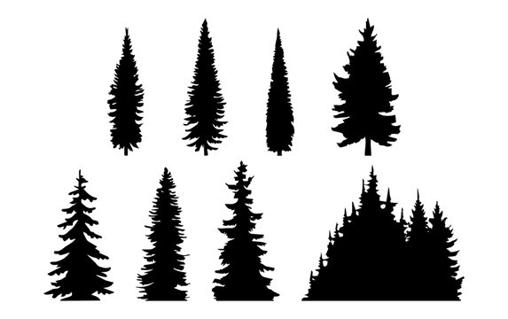 Vintage pine tree silhouette. Trees and forest set in monochrome style vector illustration